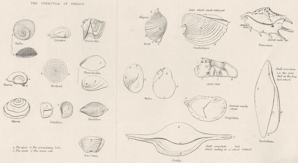 MOLLUSCS. Terms used in Conchology; The Opercula of Shells 1860 old print